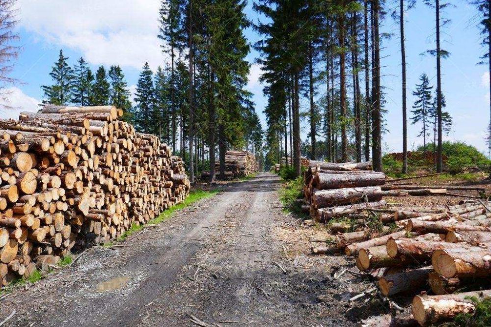 俄罗斯出口中国木材4月价格上涨18%俄罗斯出口中国木材4月价格上涨18%