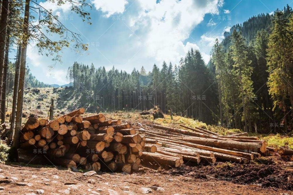 巴西政府扩大打击非法木材计划