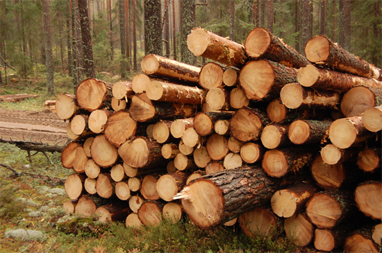 2022年全球木材出口国形势分析