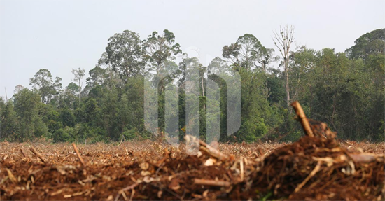 COP27报告：刚果森林砍伐成全球二氧化碳排放主要驱动因素